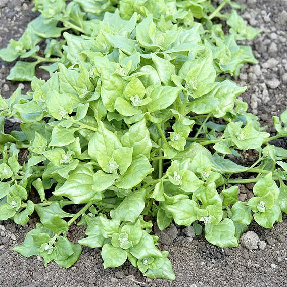 Spinach Seeds - New Zealand