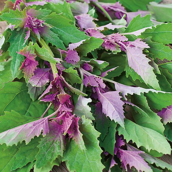 Tree Spinach - Seeds