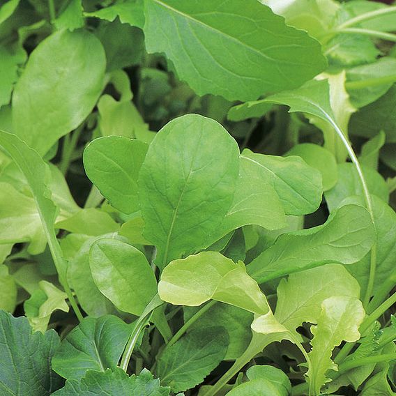 Leaf Salad Seeds - French Mix