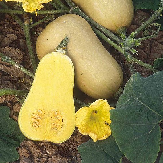 Squash (Organic) Seeds - Butternut