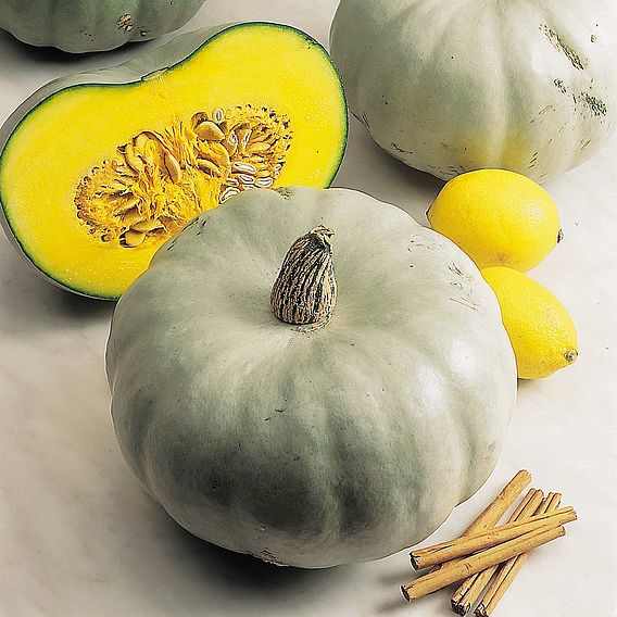 Squash Seeds - F1 Crown Prince