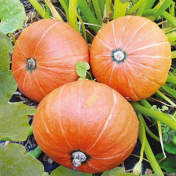 Pumpkin 'Amazonka' - Seeds