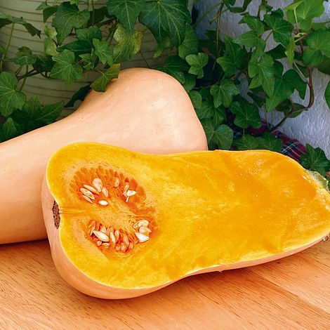 Squash F1 'Hunter' - Seeds