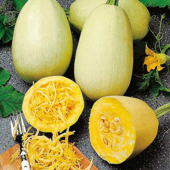 Squash 'Vegetable Spaghetti' - Seeds