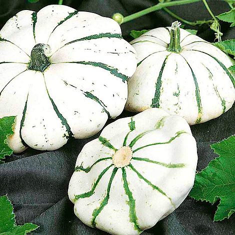 Squash 'Jaune et Vert' - Seeds