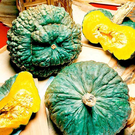 Squash 'Marina di Chioggia' - Seeds