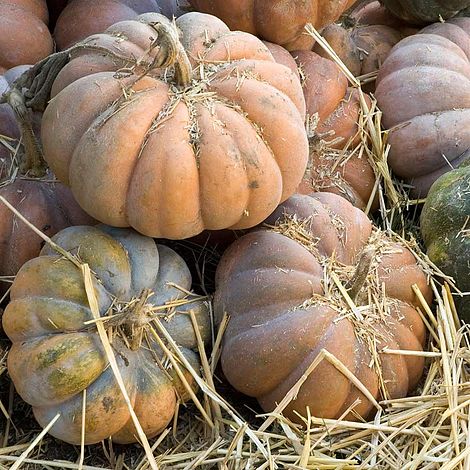 Squash 'Musquee de Provence' - Seeds