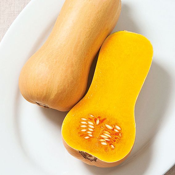 Squash F1 'Butterscotch' - Seeds