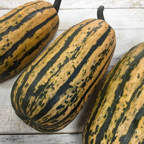 Squash Seeds - Honeyboat