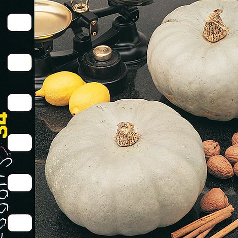 Squash F1 'Crown Prince' - Seeds