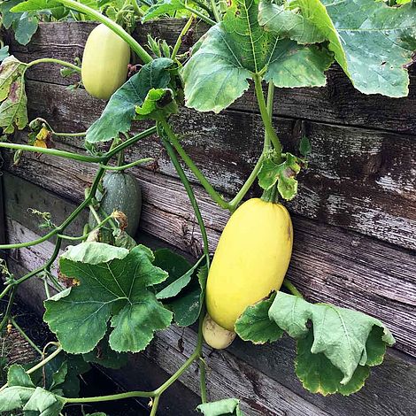 Squash 'Vegetable Spaghetti' - Seeds