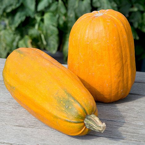 Squash 'Long Pie' - Seeds
