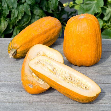 Squash 'Long Pie' - Seeds