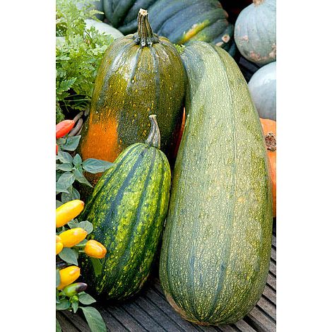 Squash 'Long Pie' - Seeds