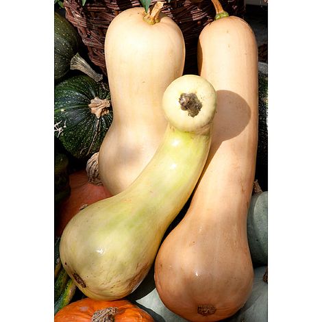 Squash 'Tahiti Melon' - Seeds