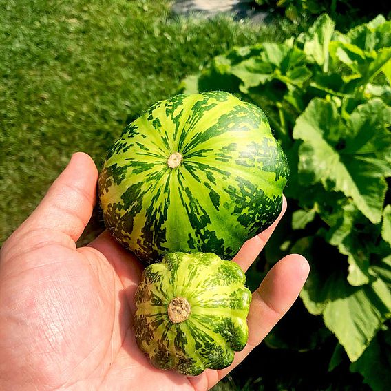 Patty Pan Seeds - Greendisc F1