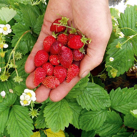 Strawberry Seeds - Regina