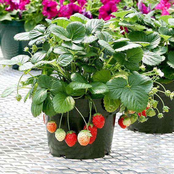 Strawberry F1 'Temptation' - Seeds