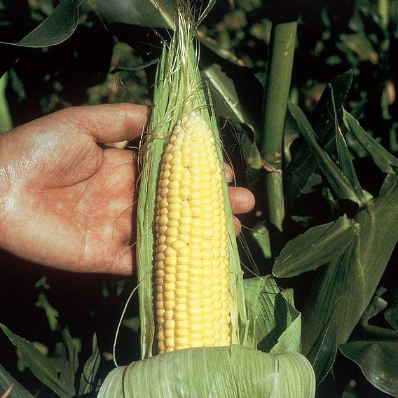 Sweetcorn 'Swift' F1 - Seeds