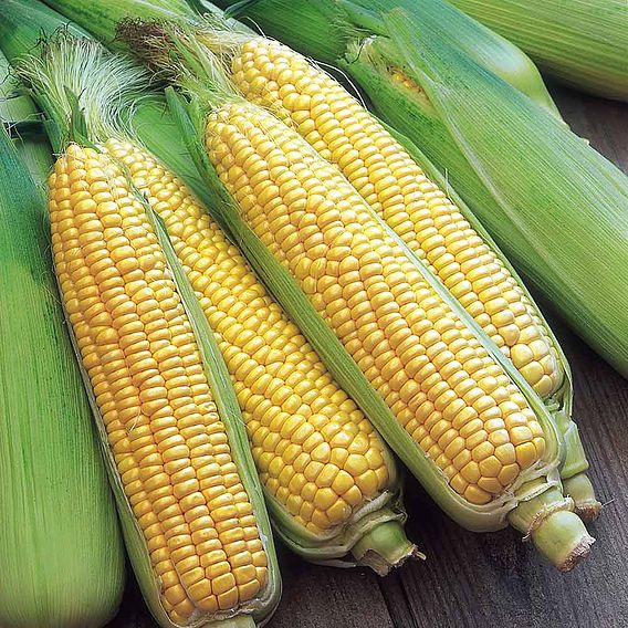 Sweet Corn Seeds - F1 Swift