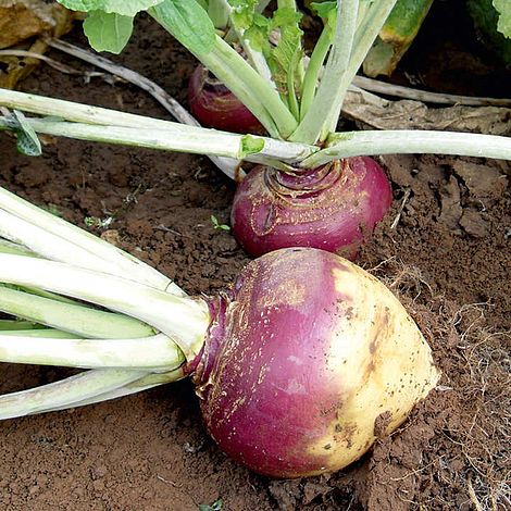 Swede 'Tweed'