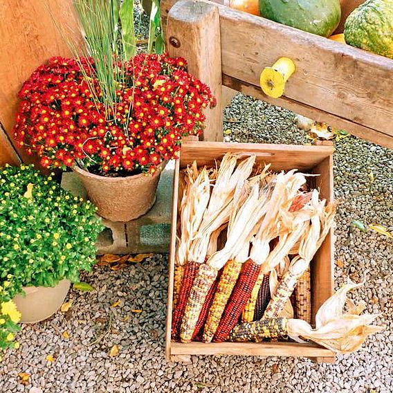 Sweetcorn (Popcorn) 'Fiesta' - Seeds