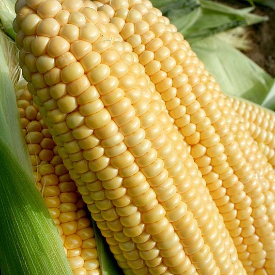 Sweet Corn Seeds - F1 Goldcrest