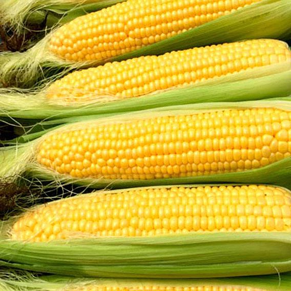 Sweetcorn 'Moonshine' F1 - Seeds