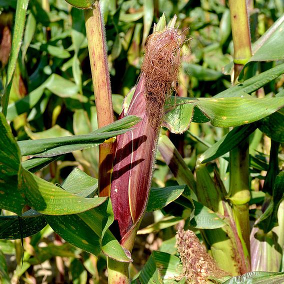 Sweetcorn 'Picasso'