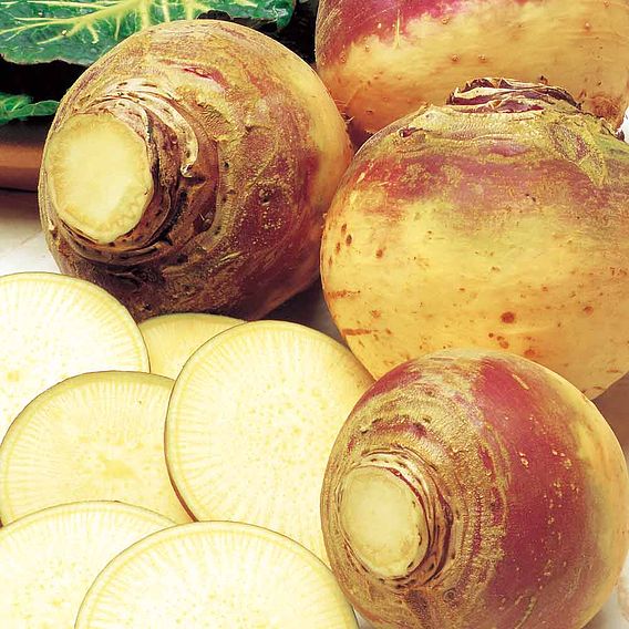 Swede 'Ruby' - Seeds