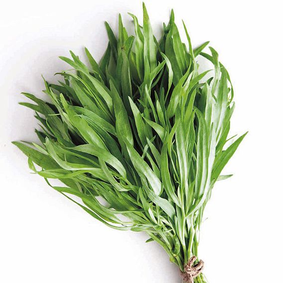 Tarragon 'Russian' - Herb Seeds