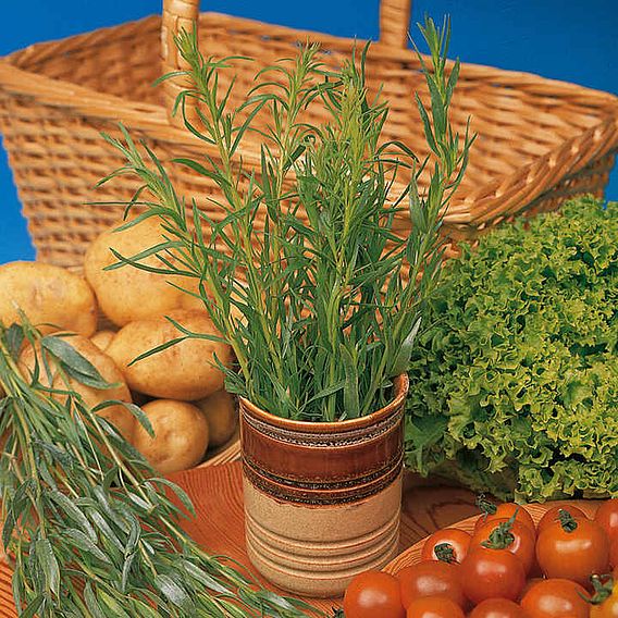 Tarragon 'Russian' - Herb Seeds