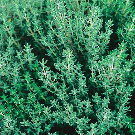 Thyme 'Common' - Herb Seeds