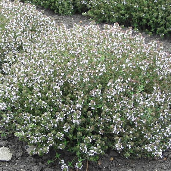 Thyme 'Orange-Scented' - Herb Seeds