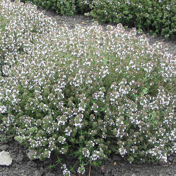 Seeds for Pollinators - Thyme Orange Scented