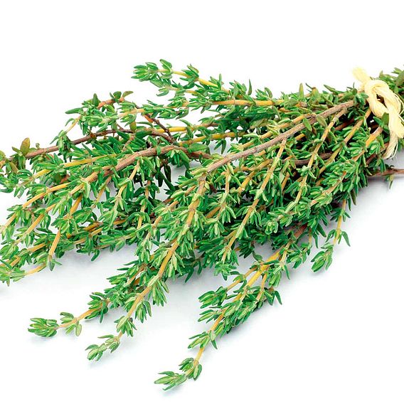 Thyme 'Common' - Herb Seeds