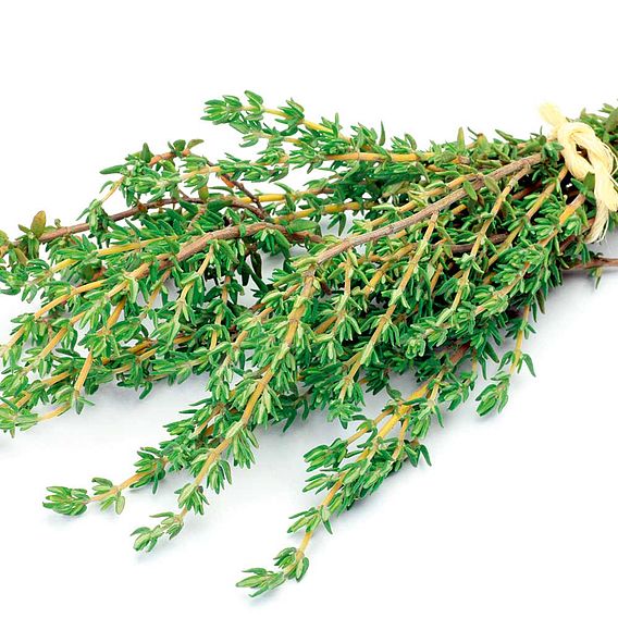 Herb Seed - Thyme Common