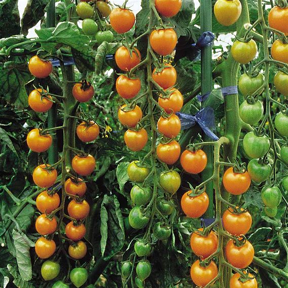 Tomato Seeds - F1 Sungold