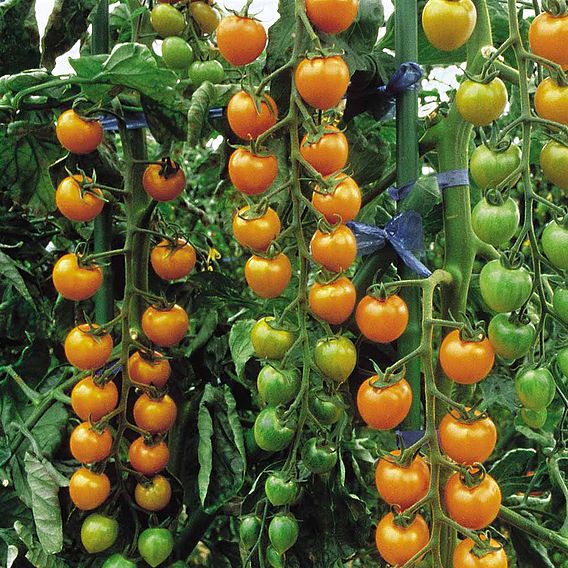 Tomato F1 'Sungold' - Seeds