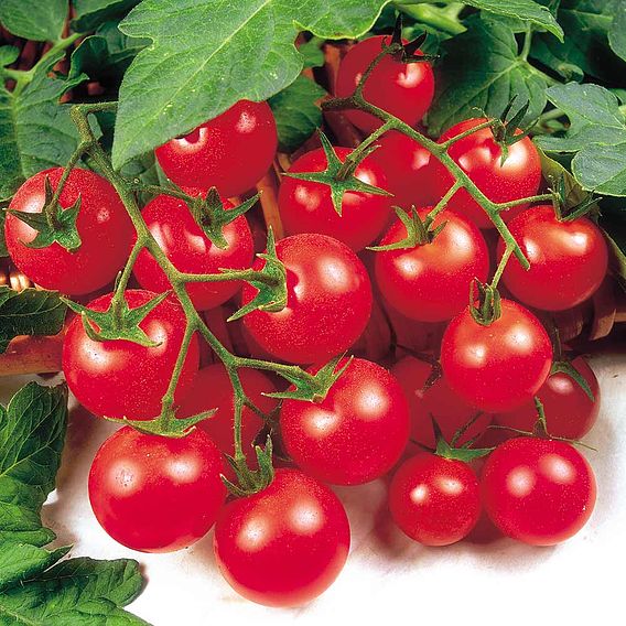 Tomato Seeds - Gardener's Delight (Indeterminate)