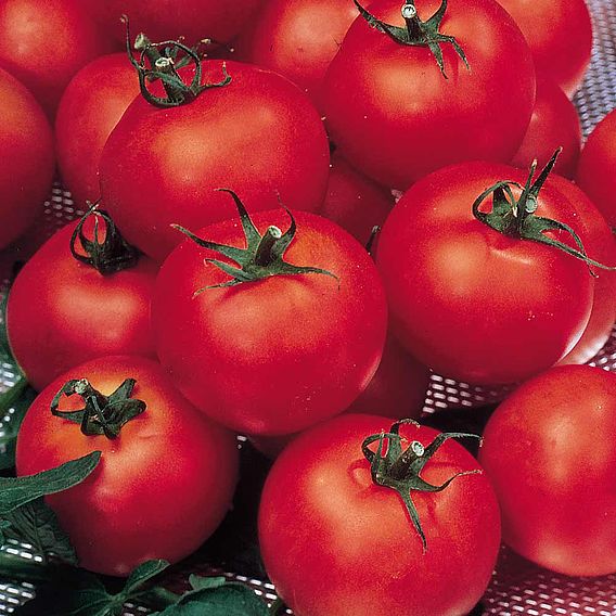 Tomato F1 'Shirley (Indeterminate)' - Seeds