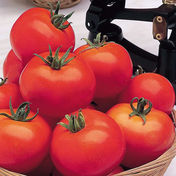Tomato Seeds - Moneymaker (Indeterminate)