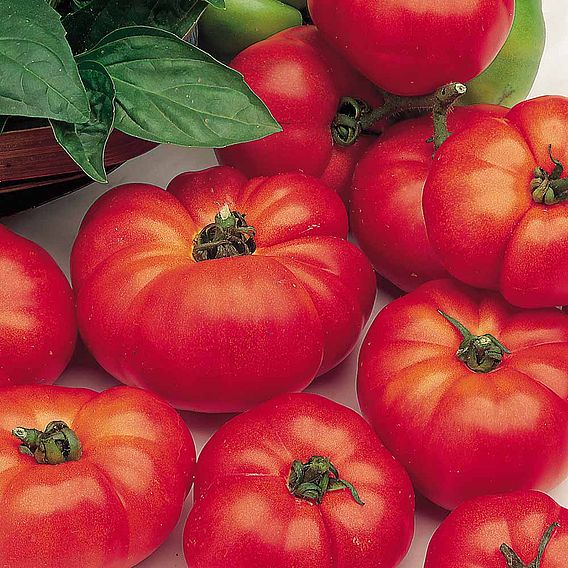 Tomato Seeds - Marmande (Determinate)