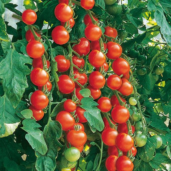 Tomato 'Gardener's Delight' (Grafted)