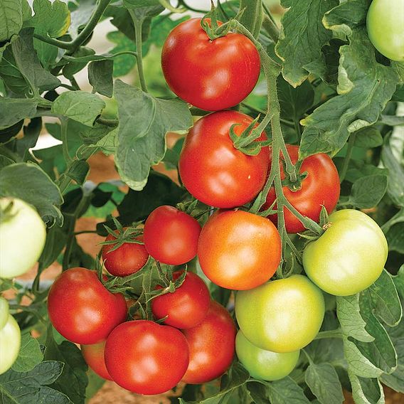 Tomato Gardeners Favourite Collection (Grafted)