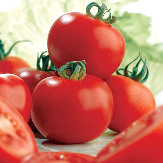 Tomato 'Ailsa Craig (Indeterminate)' - Seeds