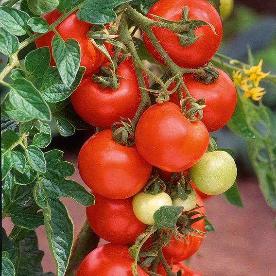 Tomato 'Alicante (Indeterminate)' - Seeds