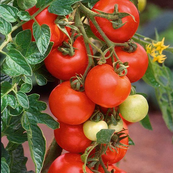 Tomato Seeds - Alicante (Indeterminate)