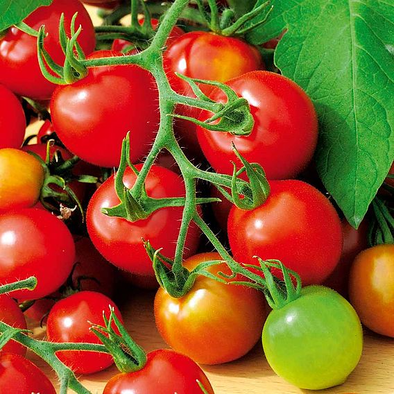 Tomato 'Red Alert (Determinate)' - Seeds