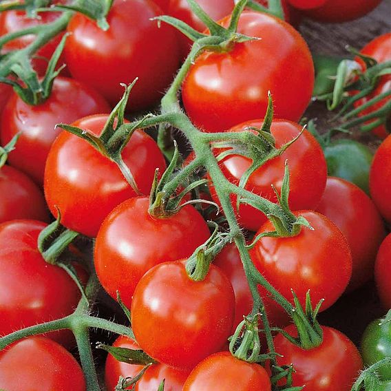 Tomato 'Red Alert (Determinate)' - Seeds
